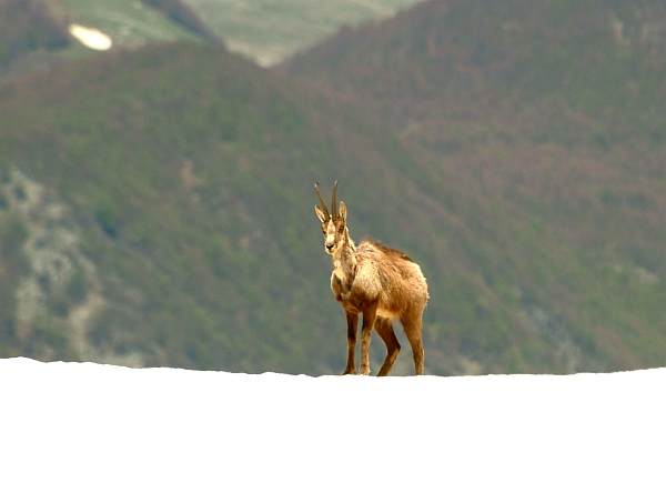 Camoscio d''Abruzzo Rupicapra pyrenaica ornata